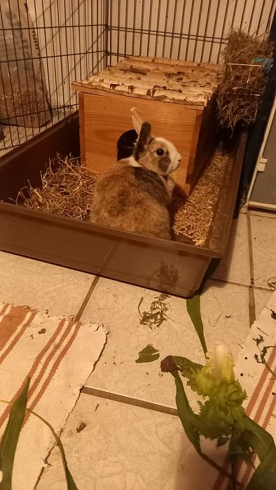 Klicke auf die Grafik fr eine grere Ansicht

Name:	IMG-20251029-WA0001.jpg
Hits:	2
Gre:	249,2 KB
ID:	215232