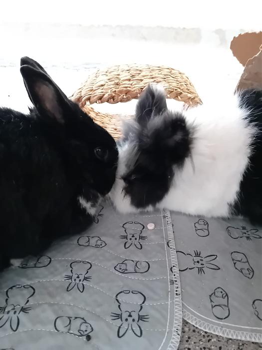 Klicke auf die Grafik fr eine grere Ansicht

Name:	IMG-20251102-WA0052.jpg
Hits:	1
Gre:	168,0 KB
ID:	215233