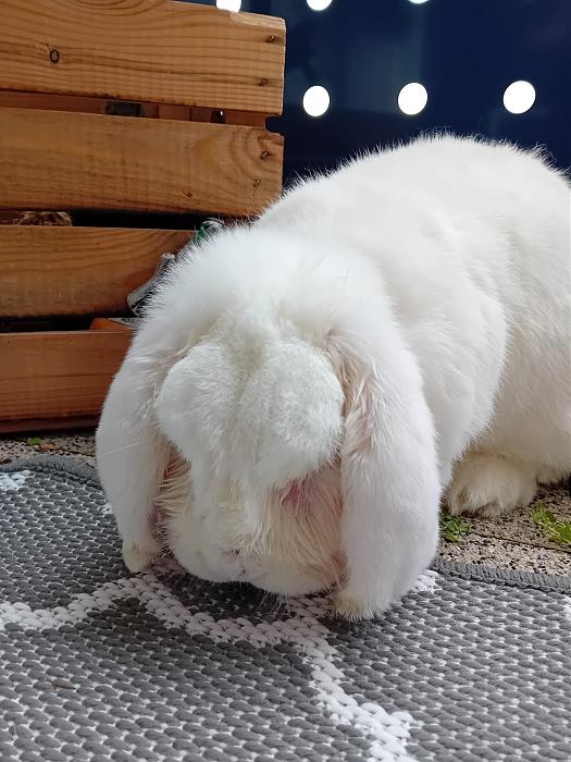 Klicke auf die Grafik fr eine grere Ansicht

Name:	IMG-20251102-WA0054.jpg
Hits:	0
Gre:	284,0 KB
ID:	215244