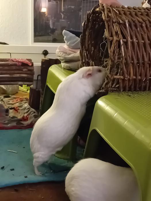 Klicke auf die Grafik f�r eine gr��ere Ansicht

Name:	IMG-20251102-WA0051.jpg
Hits:	0
Gr��e:	170,1 KB
ID:	215248