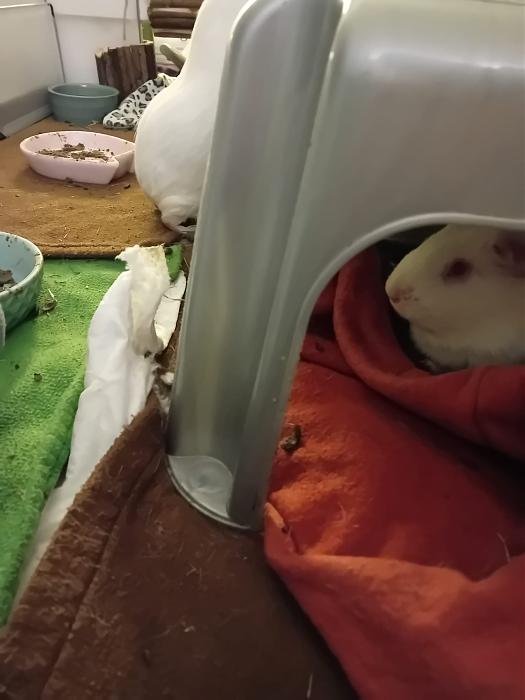 Klicke auf die Grafik f�r eine gr��ere Ansicht

Name:	IMG-20251102-WA0045.jpg
Hits:	0
Gr��e:	145,1 KB
ID:	215250