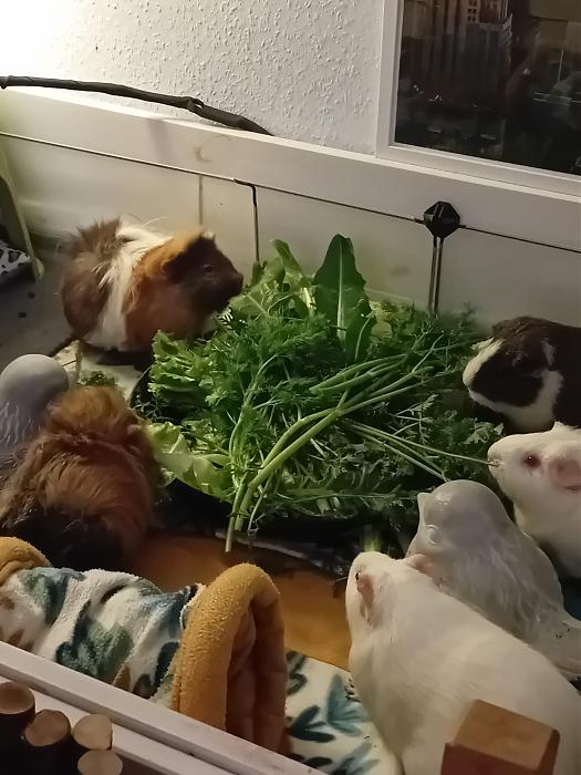 Klicke auf die Grafik f�r eine gr��ere Ansicht

Name:	IMG-20251102-WA0050.jpg
Hits:	0
Gr��e:	232,6 KB
ID:	215251