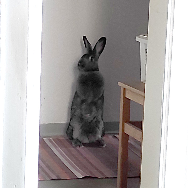 Klicke auf die Grafik fr eine grere Ansicht

Name:	WEB-IMG_20251107_135542.jpg
Hits:	30
Gre:	86,7 KB
ID:	215291