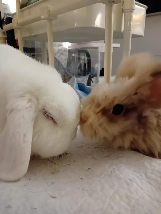 Klicke auf die Grafik fr eine grere Ansicht

Name:	IMG-20251109-WA0044.jpg
Hits:	0
Gre:	123,1 KB
ID:	215313