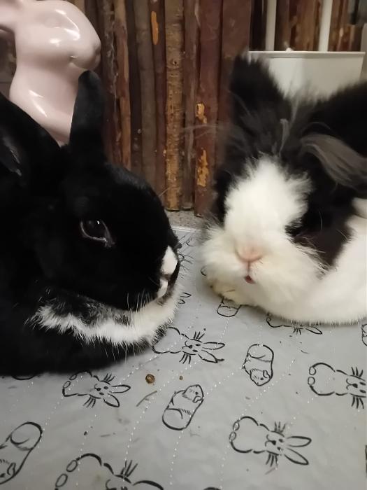 Klicke auf die Grafik fr eine grere Ansicht

Name:	IMG-20251109-WA0045.jpg
Hits:	0
Gre:	159,6 KB
ID:	215314