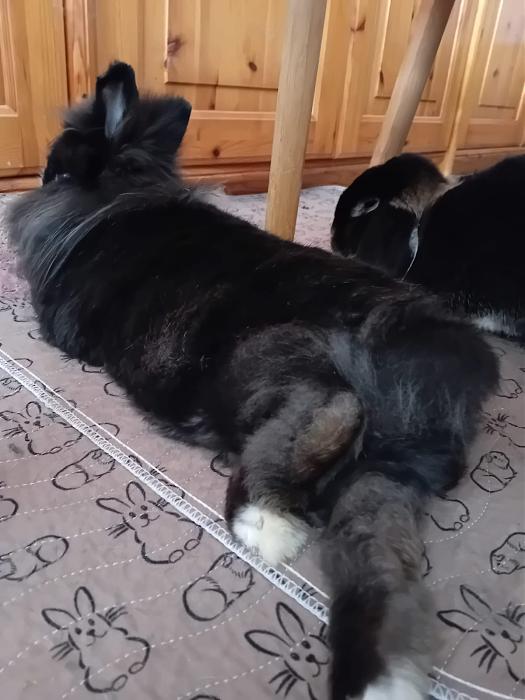 Klicke auf die Grafik f�r eine gr��ere Ansicht

Name:	IMG-20251109-WA0031.jpg
Hits:	0
Gr��e:	129,0 KB
ID:	215322