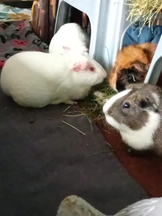 Klicke auf die Grafik fr eine grere Ansicht

Name:	IMG-20251109-WA0036.jpg
Hits:	0
Gre:	92,2 KB
ID:	215324