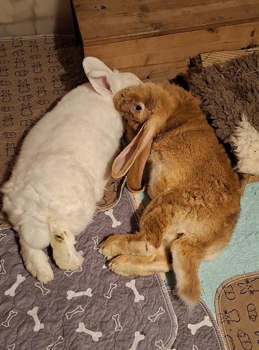 Klicke auf die Grafik fr eine grere Ansicht

Name:	Screenshot_20251109_165926_Gallery.jpg
Hits:	0
Gre:	200,4 KB
ID:	215329