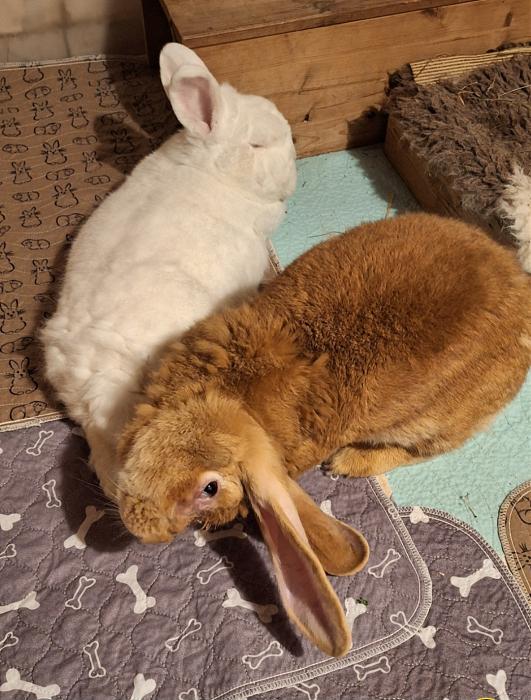 Klicke auf die Grafik fr eine grere Ansicht

Name:	Screenshot_20251109_172317_Gallery.jpg
Hits:	0
Gre:	199,2 KB
ID:	215330