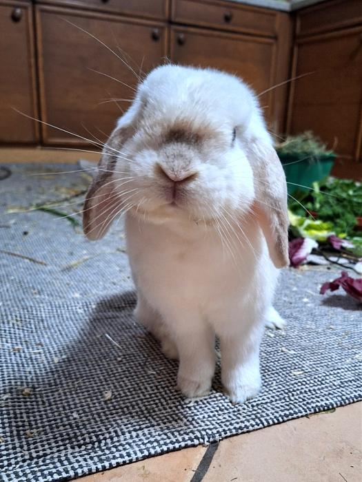 Klicke auf die Grafik fr eine grere Ansicht

Name:	Screenshot_20251111_131036_Gallery.jpg
Hits:	0
Gre:	158,4 KB
ID:	215357