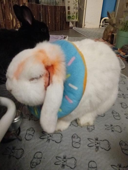 Klicke auf die Grafik fr eine grere Ansicht

Name:	IMG-20251114-WA0012.jpg
Hits:	0
Gre:	224,0 KB
ID:	215366