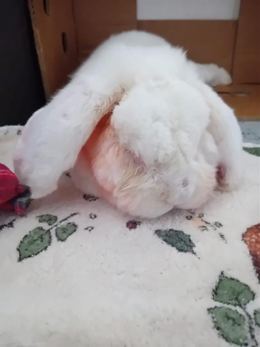 Klicke auf die Grafik f�r eine gr��ere Ansicht

Name:	IMG-20251116-WA0072.jpg
Hits:	0
Gr��e:	122,5 KB
ID:	215384