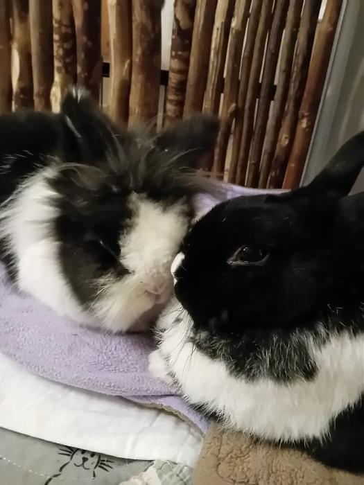 Klicke auf die Grafik fr eine grere Ansicht

Name:	IMG-20251116-WA0095.jpg
Hits:	0
Gre:	125,1 KB
ID:	215386