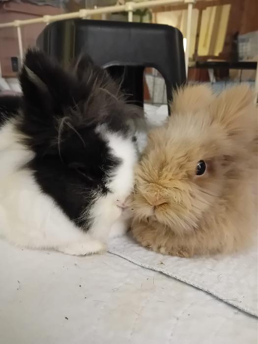 Klicke auf die Grafik fr eine grere Ansicht

Name:	IMG-20251116-WA0094.jpg
Hits:	0
Gre:	95,0 KB
ID:	215388