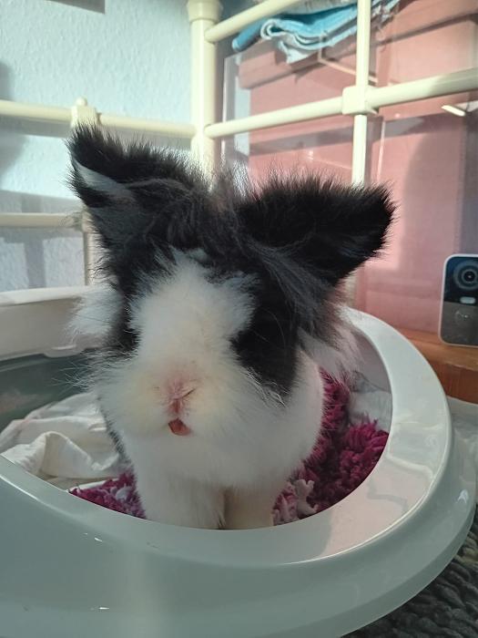 Klicke auf die Grafik fr eine grere Ansicht

Name:	IMG-20251116-WA0091.jpg
Hits:	0
Gre:	181,8 KB
ID:	215391