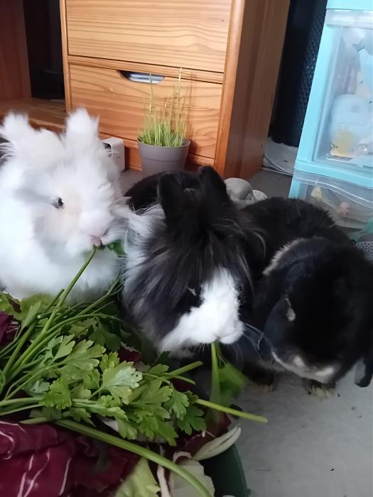 Klicke auf die Grafik f�r eine gr��ere Ansicht

Name:	IMG-20251116-WA0076.jpg
Hits:	0
Gr��e:	181,1 KB
ID:	215395