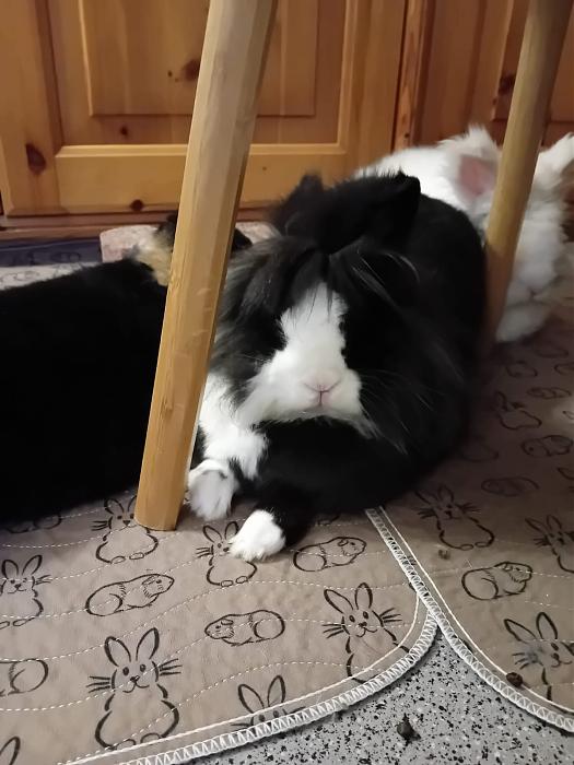 Klicke auf die Grafik f�r eine gr��ere Ansicht

Name:	IMG-20251116-WA0079.jpg
Hits:	0
Gr��e:	145,6 KB
ID:	215397