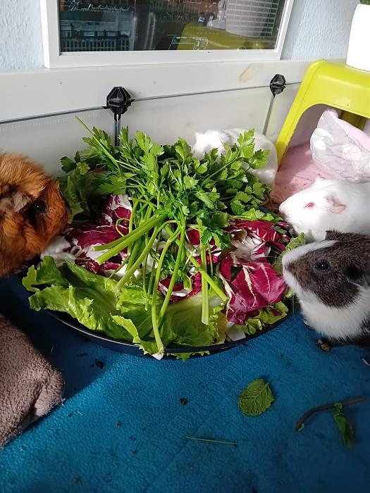 Klicke auf die Grafik fr eine grere Ansicht

Name:	IMG-20251116-WA0088.jpg
Hits:	0
Gre:	226,2 KB
ID:	215398