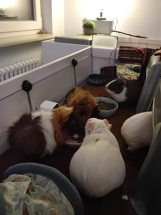 Klicke auf die Grafik fr eine grere Ansicht

Name:	IMG-20251116-WA0086.jpg
Hits:	0
Gre:	100,3 KB
ID:	215402