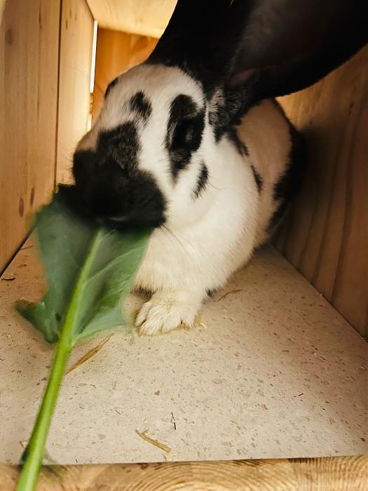 Klicke auf die Grafik fr eine grere Ansicht

Name:	IMG_5317.jpg
Hits:	0
Gre:	31,9 KB
ID:	215417