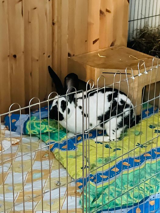 Klicke auf die Grafik fr eine grere Ansicht

Name:	IMG_5316.jpg
Hits:	1
Gre:	52,8 KB
ID:	215418