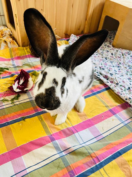 Klicke auf die Grafik f�r eine gr��ere Ansicht

Name:	207be894-de60-477f-8c2d-b54d77ffb16b.jpg
Hits:	1
Gr��e:	53,3 KB
ID:	215449