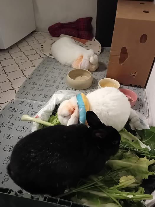 Klicke auf die Grafik f�r eine gr��ere Ansicht

Name:	IMG-20251123-WA0086.jpg
Hits:	0
Gr��e:	112,6 KB
ID:	215459