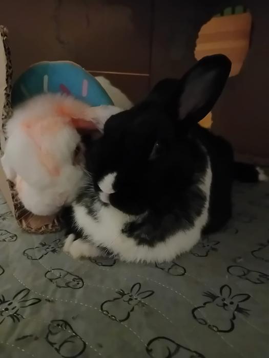 Klicke auf die Grafik f�r eine gr��ere Ansicht

Name:	IMG-20251123-WA0096.jpg
Hits:	0
Gr��e:	68,6 KB
ID:	215472