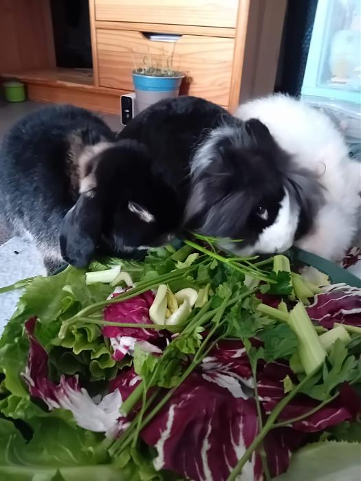 Klicke auf die Grafik f�r eine gr��ere Ansicht

Name:	IMG-20251123-WA0094.jpg
Hits:	0
Gr��e:	141,0 KB
ID:	215486