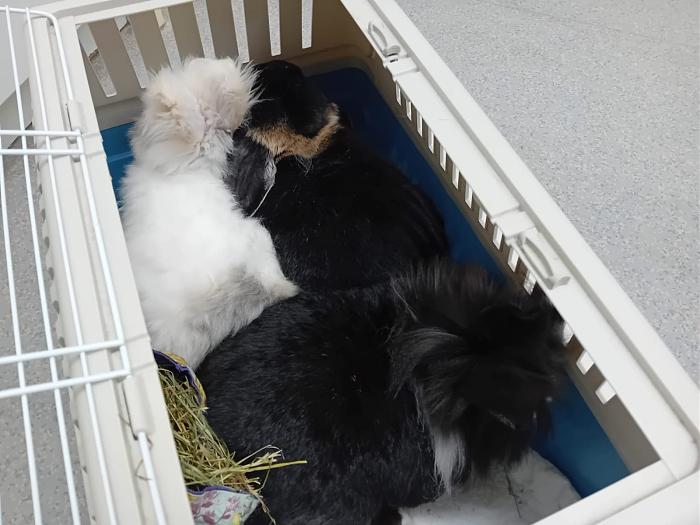 Klicke auf die Grafik f�r eine gr��ere Ansicht

Name:	IMG-20251123-WA0088.jpg
Hits:	0
Gr��e:	139,1 KB
ID:	215488