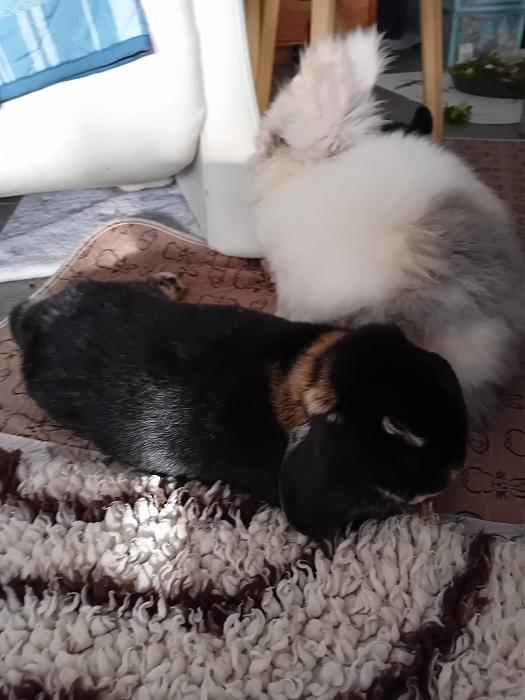 Klicke auf die Grafik f�r eine gr��ere Ansicht

Name:	IMG-20251123-WA0093.jpg
Hits:	0
Gr��e:	190,1 KB
ID:	215491