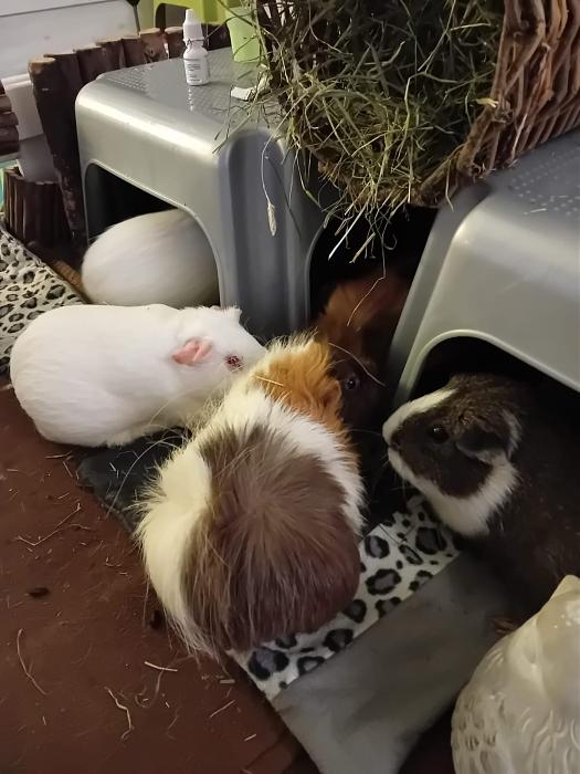 Klicke auf die Grafik f�r eine gr��ere Ansicht

Name:	IMG-20251123-WA0112.jpg
Hits:	0
Gr��e:	148,0 KB
ID:	215495