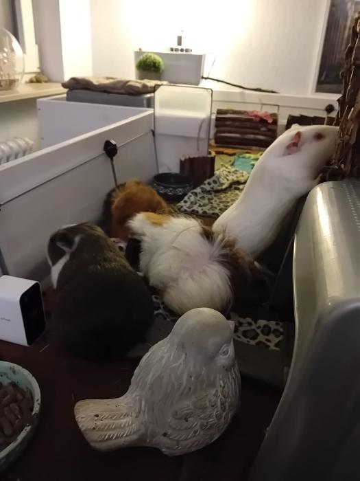 Klicke auf die Grafik f�r eine gr��ere Ansicht

Name:	IMG-20251123-WA0110.jpg
Hits:	0
Gr��e:	140,1 KB
ID:	215498