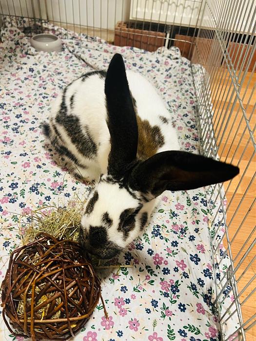 Klicke auf die Grafik f�r eine gr��ere Ansicht

Name:	828ce83f-edd0-4015-9310-26ab99a6f393.jpg
Hits:	0
Gr��e:	72,6 KB
ID:	215530