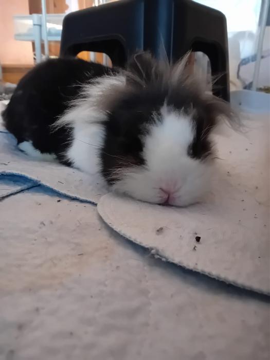 Klicke auf die Grafik f�r eine gr��ere Ansicht

Name:	IMG-20251201-WA0067.jpg
Hits:	0
Gr��e:	81,0 KB
ID:	215609