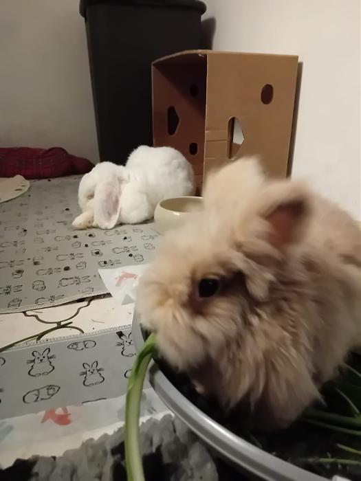 Klicke auf die Grafik f�r eine gr��ere Ansicht

Name:	IMG-20251201-WA0069.jpg
Hits:	0
Gr��e:	88,3 KB
ID:	215611