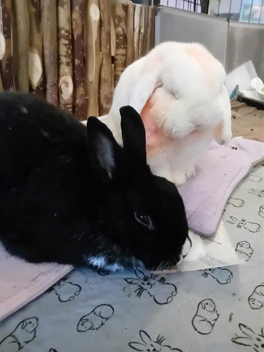 Klicke auf die Grafik f�r eine gr��ere Ansicht

Name:	IMG-20251201-WA0063.jpg
Hits:	0
Gr��e:	100,1 KB
ID:	215615