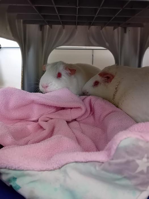 Klicke auf die Grafik f�r eine gr��ere Ansicht

Name:	IMG-20251201-WA0056.jpg
Hits:	0
Gr��e:	102,6 KB
ID:	215622