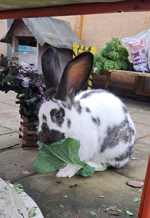 Klicke auf die Grafik f�r eine gr��ere Ansicht

Name:	att.57qaebeqks8sGyCPNCmdOwmYGnaB9v-jOkNsBy7GCuE.jpg
Hits:	1
Gr��e:	42,0 KB
ID:	215652