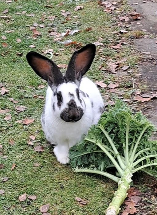 Klicke auf die Grafik f�r eine gr��ere Ansicht

Name:	att.jRHeWuo4VKJrzL1XPeKlPgyuZdGFAxUEfuGhsTdRiR4.jpg
Hits:	0
Gr��e:	70,1 KB
ID:	215653