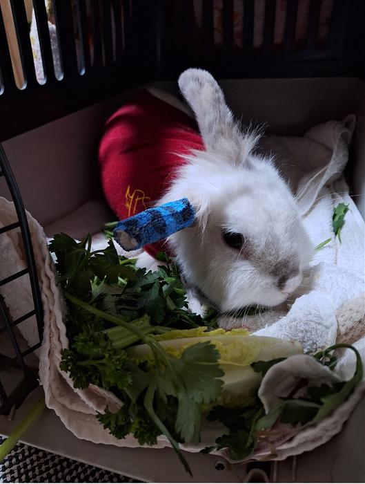 Klicke auf die Grafik f�r eine gr��ere Ansicht

Name:	Screenshot_20251203_222536_Gallery.jpg
Hits:	0
Gr��e:	136,3 KB
ID:	215658