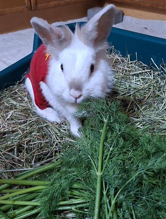 Klicke auf die Grafik f�r eine gr��ere Ansicht

Name:	Screenshot_20251203_222437_Gallery.jpg
Hits:	1
Gr��e:	229,1 KB
ID:	215659