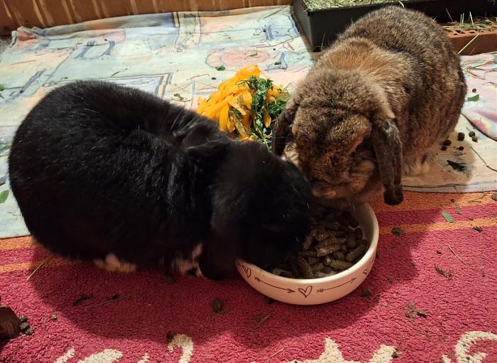 Klicke auf die Grafik f�r eine gr��ere Ansicht

Name:	Screenshot_20251204_232659_Gallery.jpg
Hits:	0
Gr��e:	134,2 KB
ID:	215662