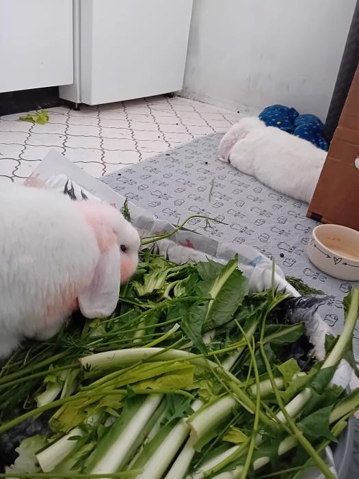 Klicke auf die Grafik f�r eine gr��ere Ansicht

Name:	IMG-20251207-WA0058.jpg
Hits:	0
Gr��e:	219,9 KB
ID:	215671