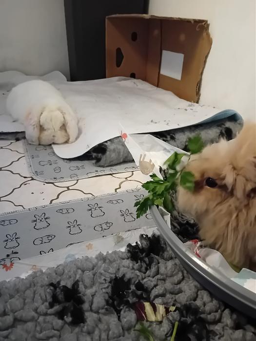 Klicke auf die Grafik f�r eine gr��ere Ansicht

Name:	IMG-20251207-WA0048.jpg
Hits:	1
Gr��e:	184,7 KB
ID:	215674