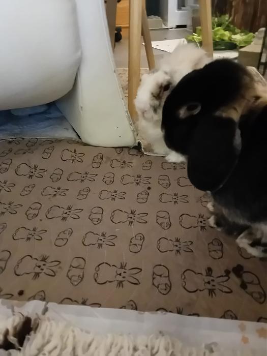 Klicke auf die Grafik f�r eine gr��ere Ansicht

Name:	IMG-20251207-WA0047.jpg
Hits:	0
Gr��e:	149,5 KB
ID:	215678