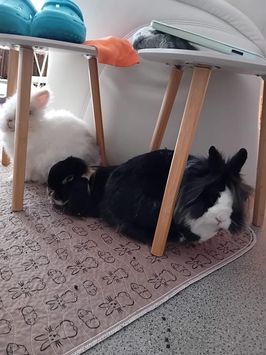 Klicke auf die Grafik f�r eine gr��ere Ansicht

Name:	IMG-20251207-WA0057.jpg
Hits:	0
Gr��e:	258,1 KB
ID:	215679