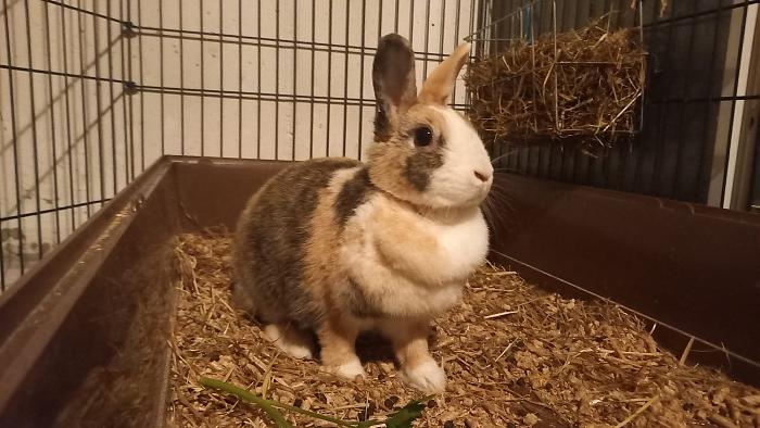 Klicke auf die Grafik f�r eine gr��ere Ansicht

Name:	IMG-20251108-WA0017.jpg
Hits:	0
Gr��e:	239,7 KB
ID:	215684