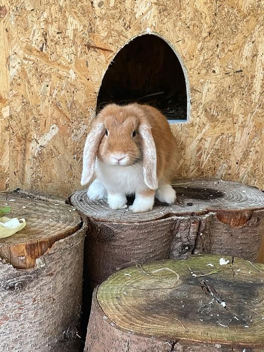 Klicke auf die Grafik f�r eine gr��ere Ansicht

Name:	Franz1.jpg
Hits:	0
Gr��e:	294,8 KB
ID:	215699