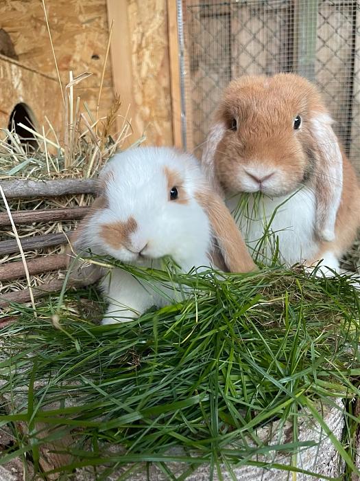 Klicke auf die Grafik f�r eine gr��ere Ansicht

Name:	Franz2.jpg
Hits:	0
Gr��e:	279,7 KB
ID:	215700